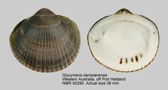 Glycymeris dampierensis.jpg - Glycymeris dampierensis Matsukuma,1984